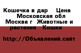 Кошечка в дар  › Цена ­ 1 - Московская обл., Москва г. Животные и растения » Кошки   